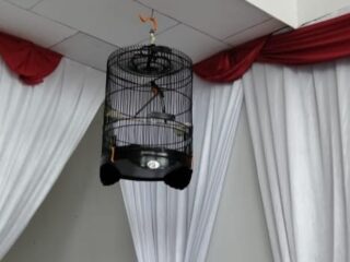 Waduh, Kantor KPU Tanjabbar Jadi Tempat Burung Piaraan